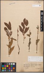 Foto von Salix caprea L. x Salix purpurea L.